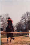 Dressage a l'obstacle.jpg (326277 octets)